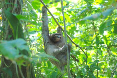 Three-Toed Sloth 